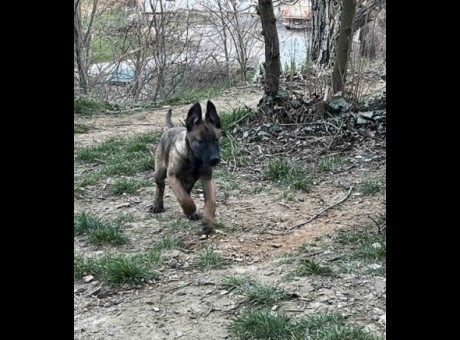 1 belgijskiomn0326.jpg